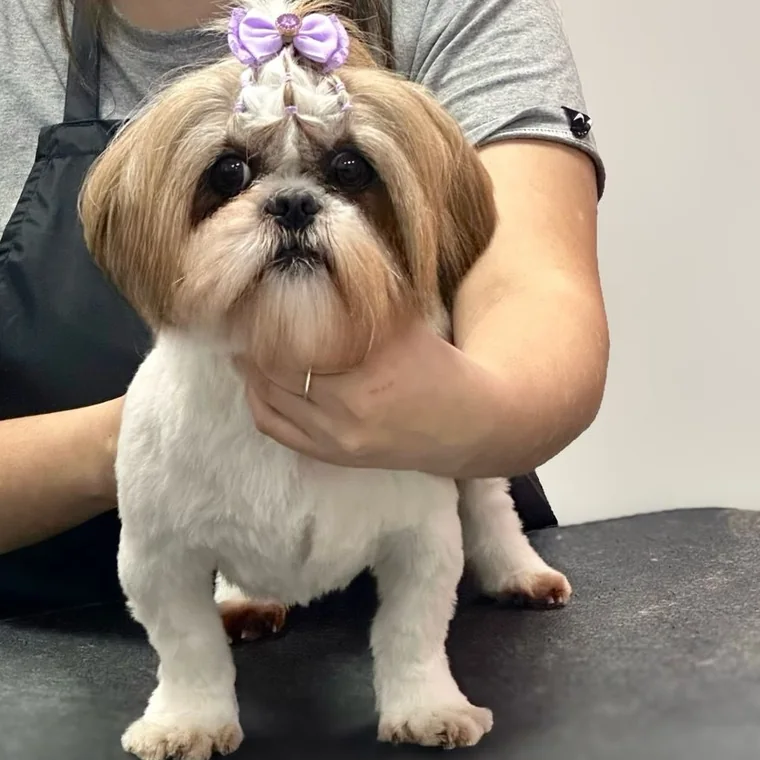 Shih-tzu de tosa pronta, com laço lilás no topete, em pé sobre a mesa de tosa