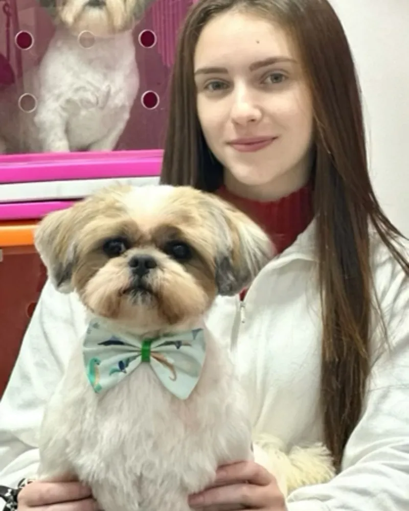 Shih-tzu de pelo aparado e gravata-borboleta no colo de uma aluna